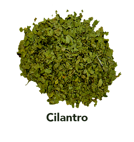 Cilantro